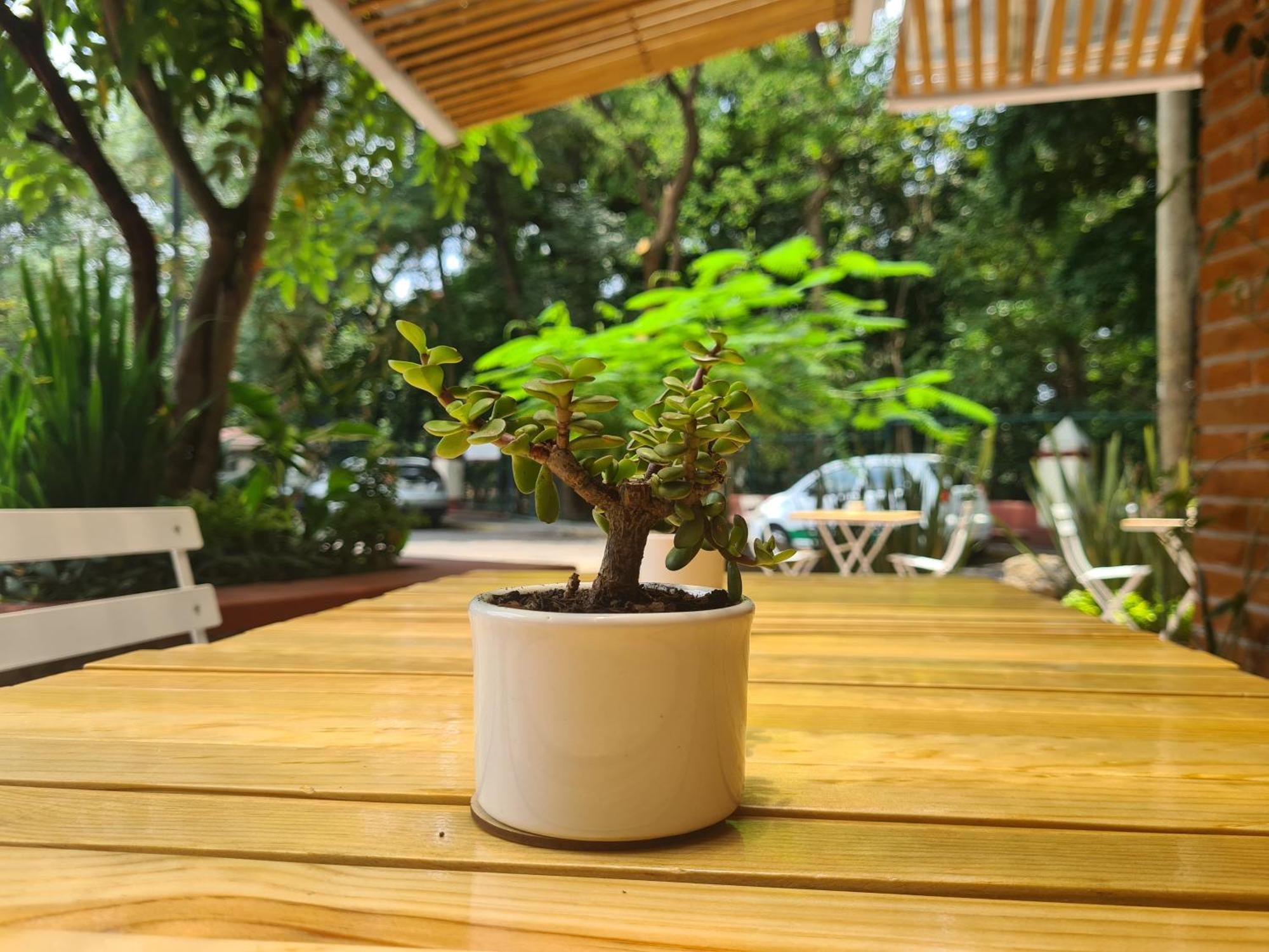 Sisao Hotel-Cafe 库埃纳瓦卡 外观 照片